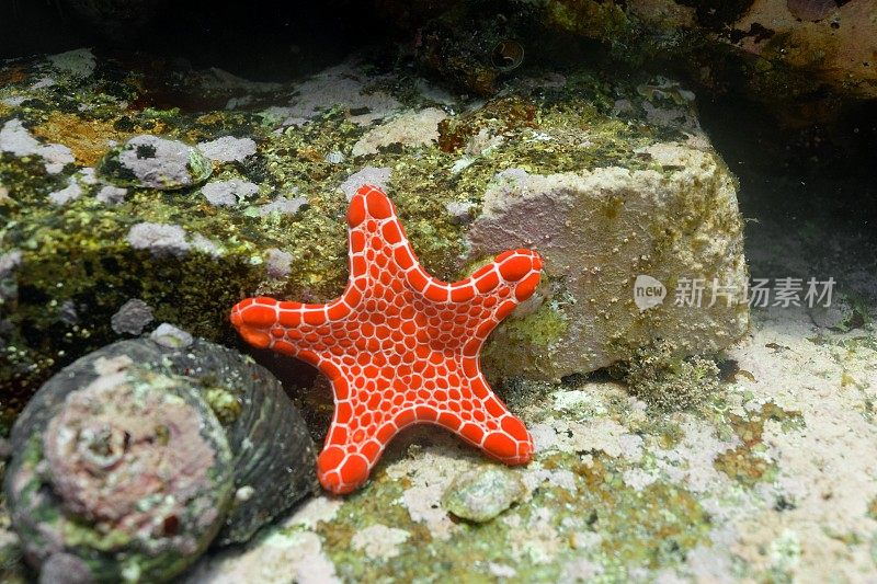 橙色的海星在海底