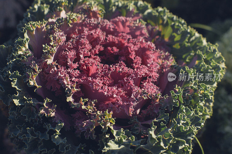 装饰白菜，装饰白菜，花椰菜，甘蓝