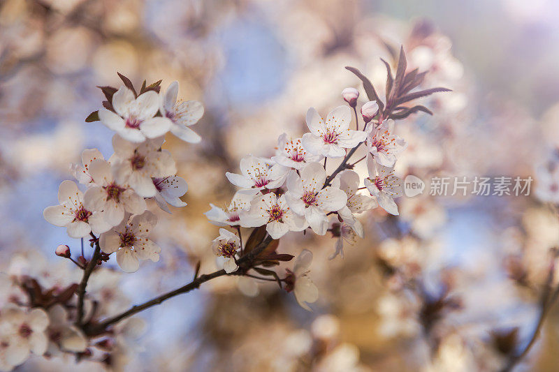 樱花