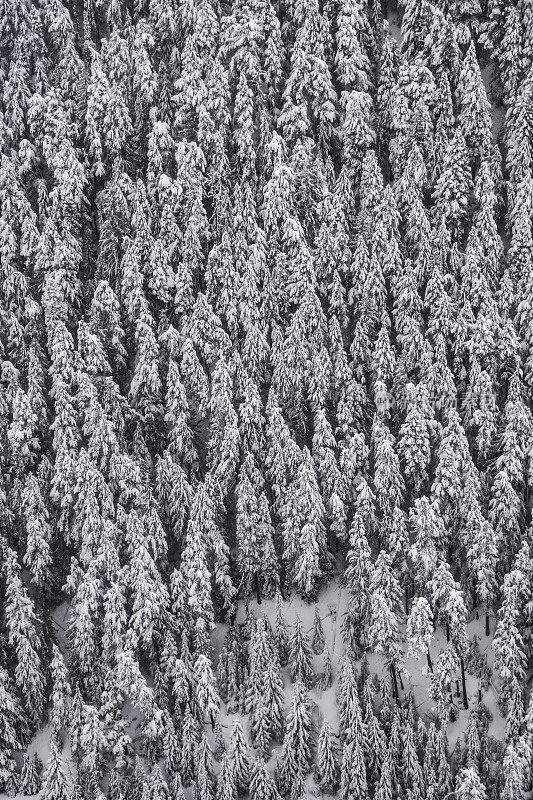 鸟瞰图的雪树