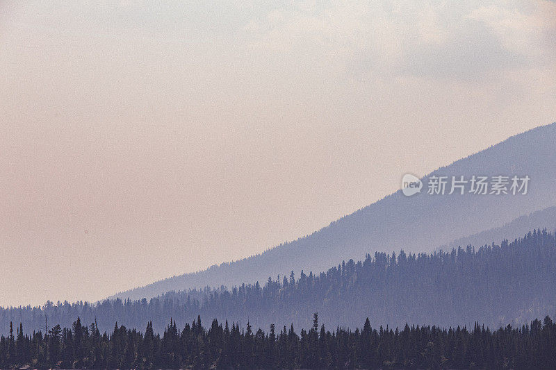 沿湖岸的紫金山松树剪影