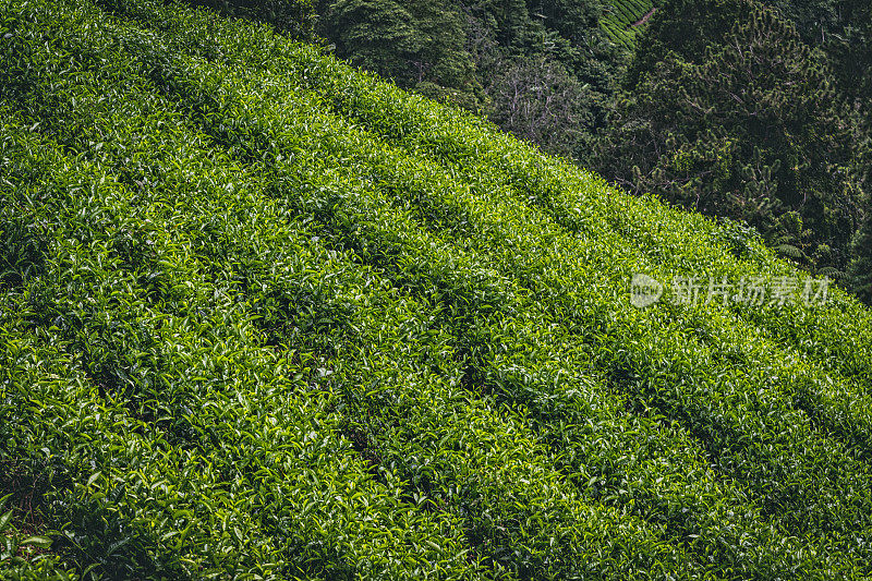 一排排绿色的茶树