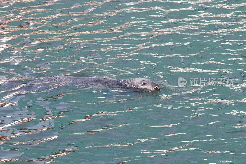 港海豹游泳