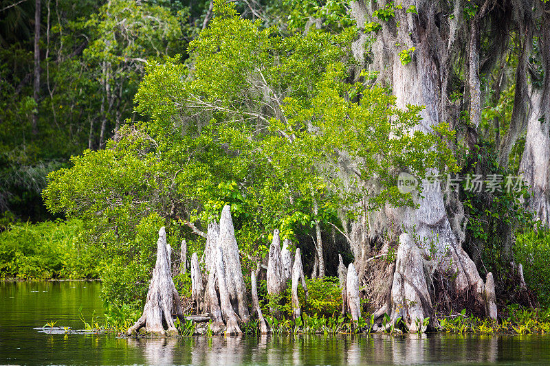 北佛罗里达的瓦库拉泉
