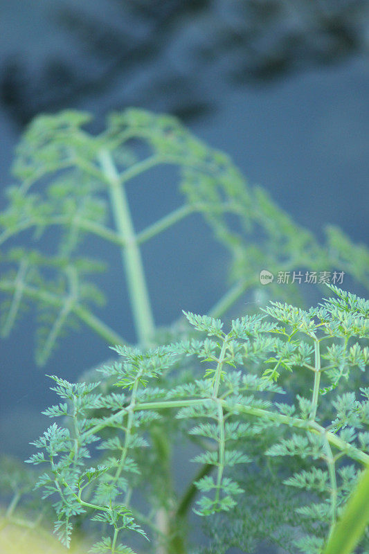 水草和药草