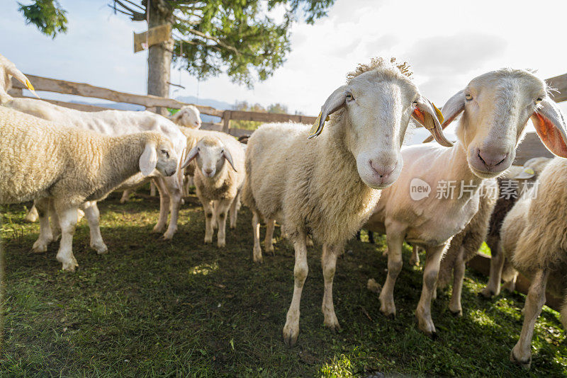 斯洛文尼亚牧场上的谷仓里，绵羊正在等待剪羊毛