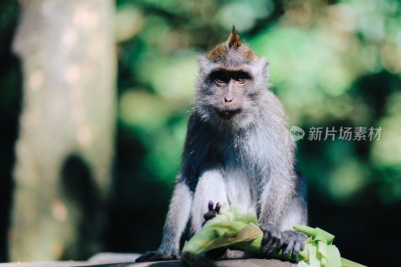 印度尼西亚巴厘岛乌布附近的猕猴