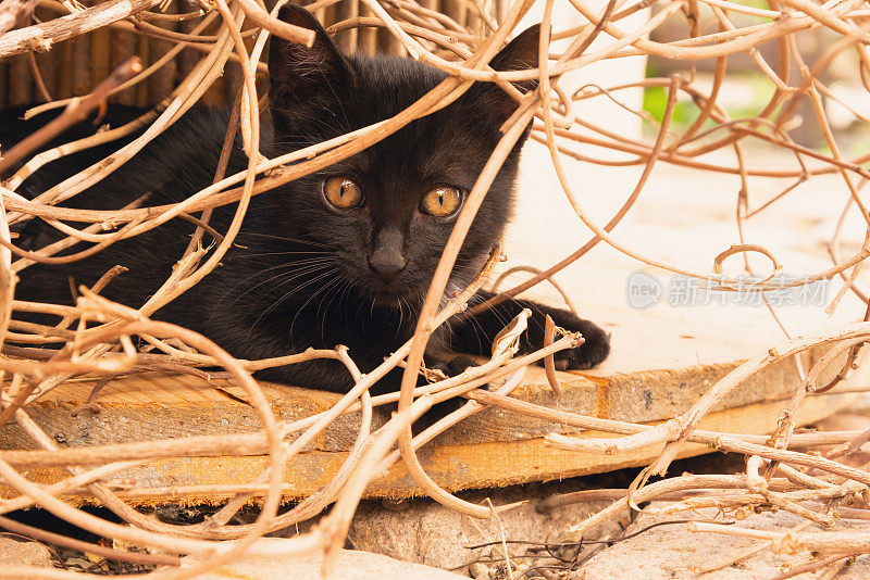 小猫在花园里玩