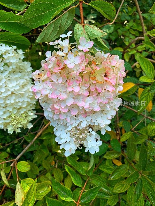 圆锥花序绣球花香