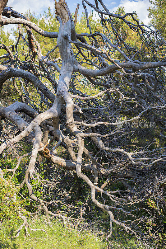 破碎的树枝，细节来自国家公园“Mljet”，Mljet岛，克罗地亚