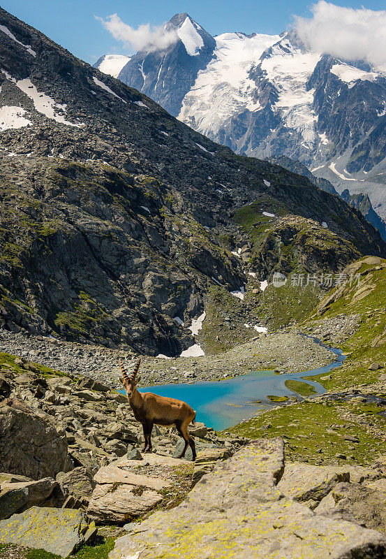 瑞士阿尔卑斯山的野山羊