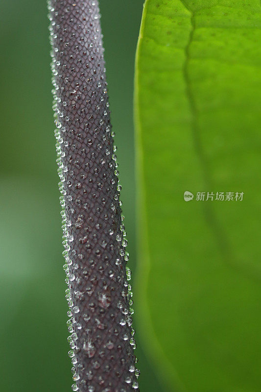 热带植物