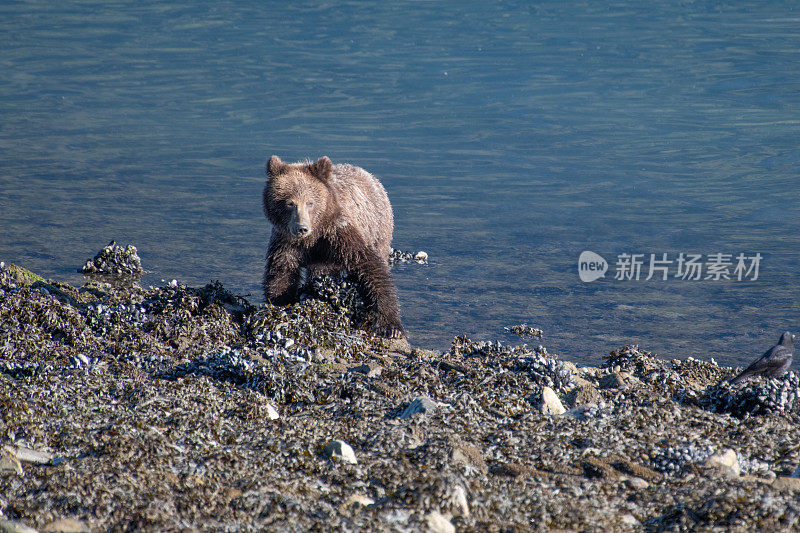 阿拉斯加棕熊在退潮时沿着海岸线挖掘食物。这里，看镜头