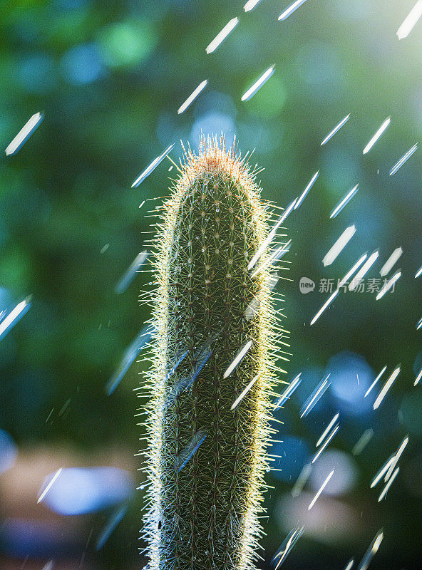 雨中的仙人掌，特写