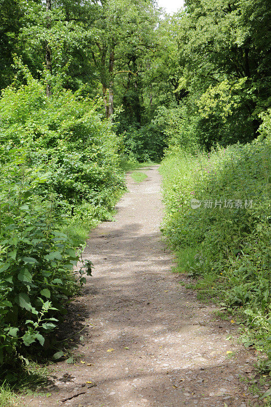 在春天的阳光下，阴凉的英国乡村小路林地隧道，山毛榉树(Fagus)，泥泞的小路，野花，被常春藤叶子覆盖的地面