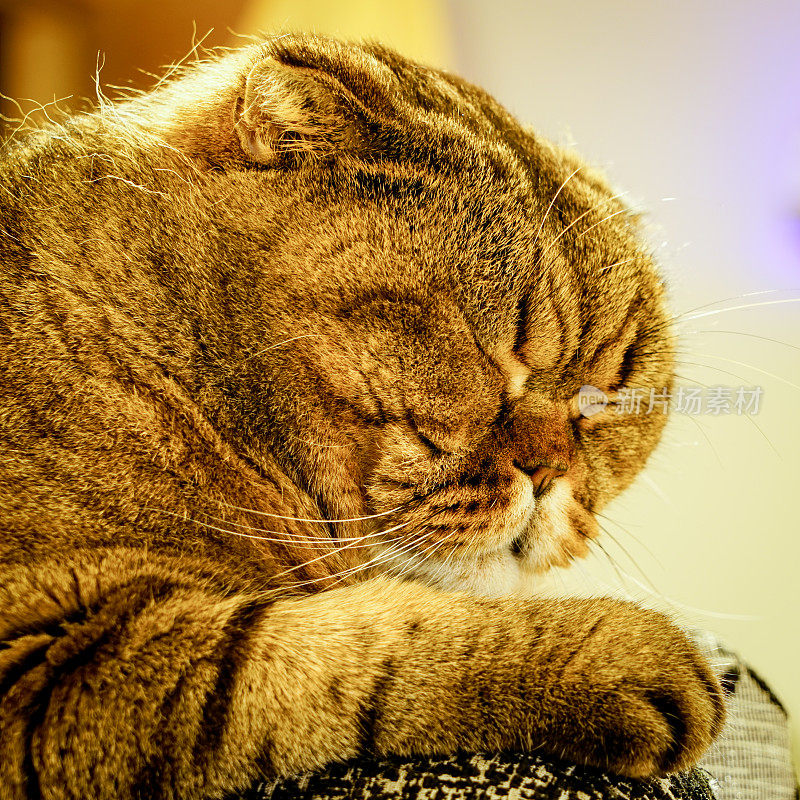 模糊的背景上睡着的苏格兰折猫头