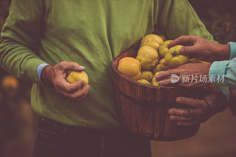 一对老夫妇在篮子里摘榅桲