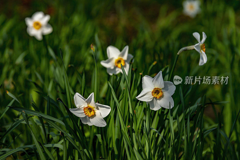 水仙花在春天