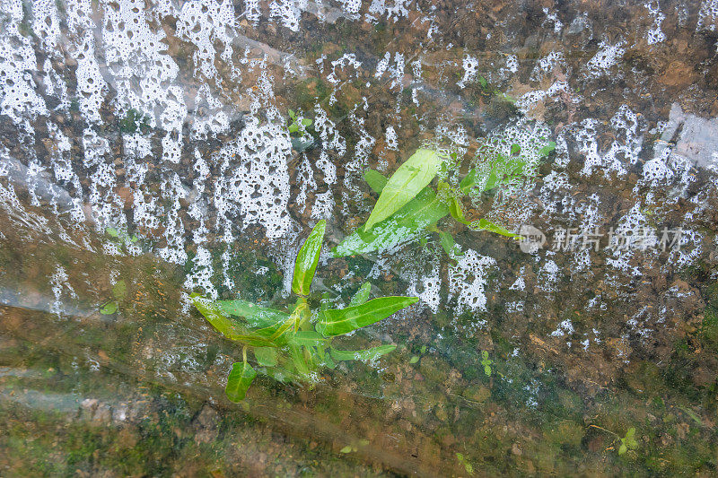 春季在温室里浇菠菜田树苗