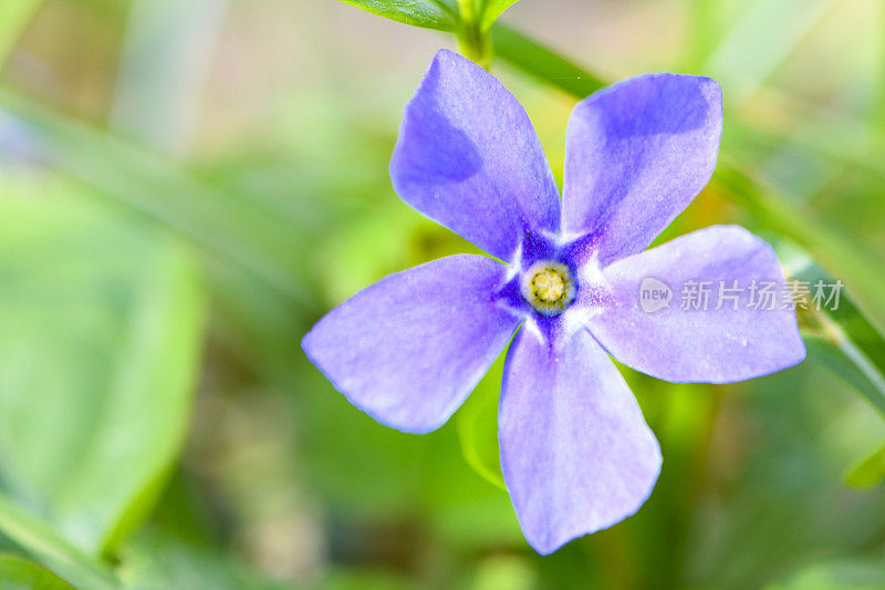 小长春花或矮长春花，在早春开花