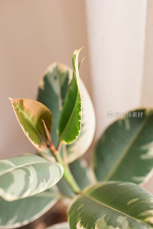 杂色橡胶植物'杂色橡无花果室内植物