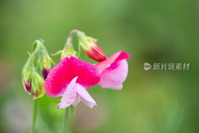 粉红色开花植物特写镜头