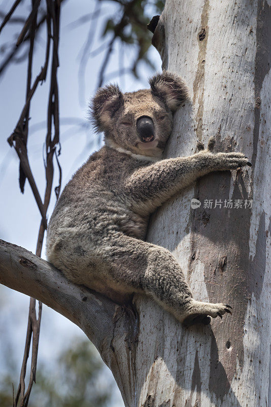 澳大利亚昆士兰桉树上的考拉