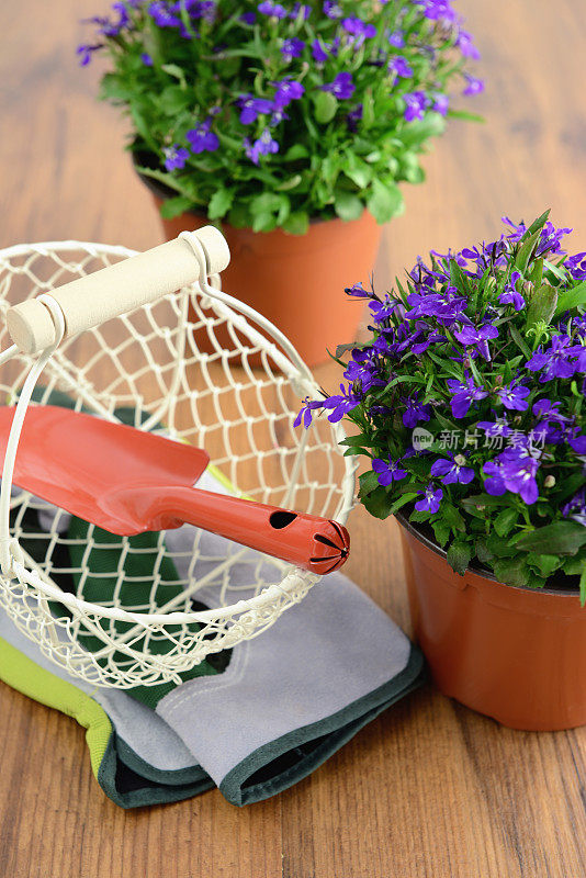 半边莲花盆。花园手套，篮子和铲子放在桌子的背景上