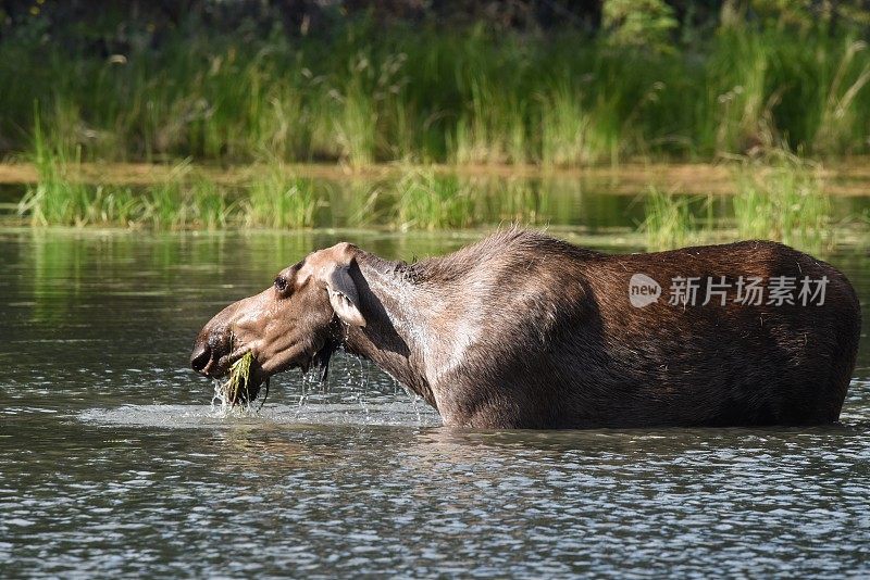 雌性麋鹿提要