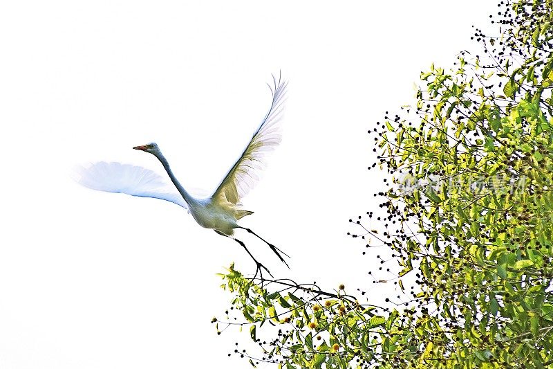 大白鹭从树上飞下来，鸟儿在飞翔。