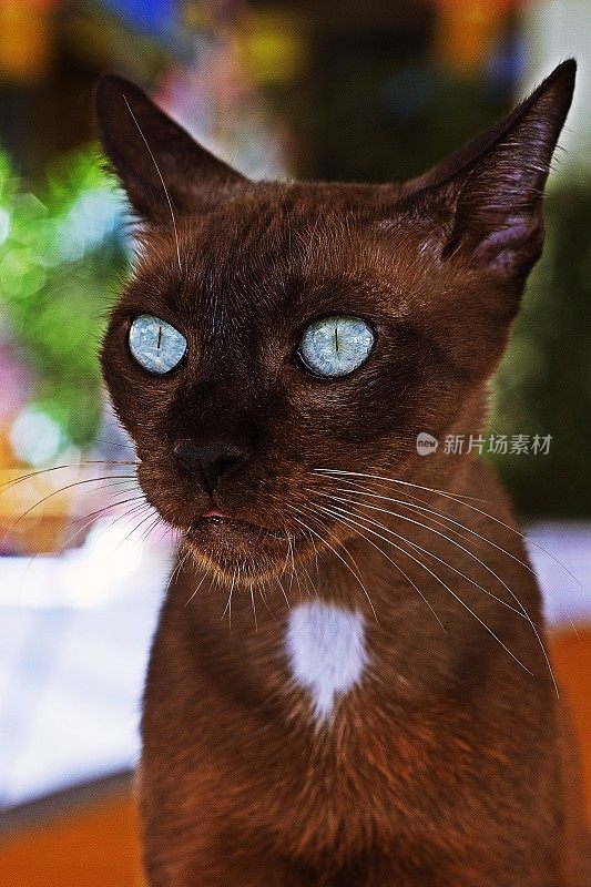 蓝眼睛的流浪猫。