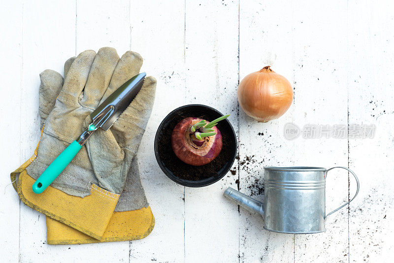 镘刀，手叉，锄头叉，园艺手套和洋葱盆植物木质背景，复制空间