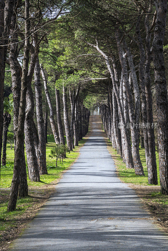 土耳其阿塔图尔克植物园松树间长长的步行道
