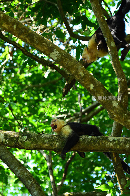 巴拿马白面卷尾猴依附在树枝上，另一只在上面移动