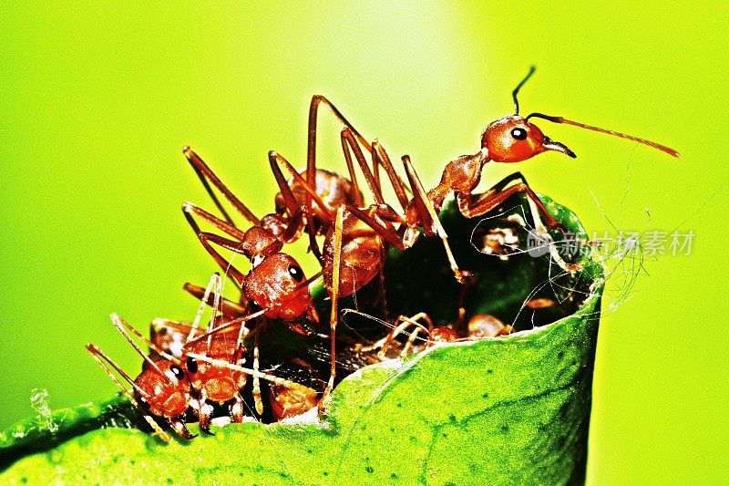 蚂蚁咬树叶，帮助筑巢。