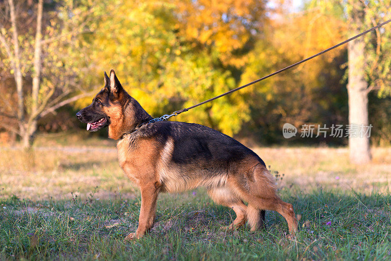 美丽的德国牧羊犬的肖像