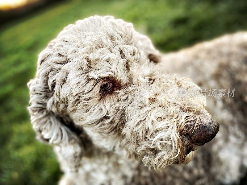 绿草上的拉布拉多犬