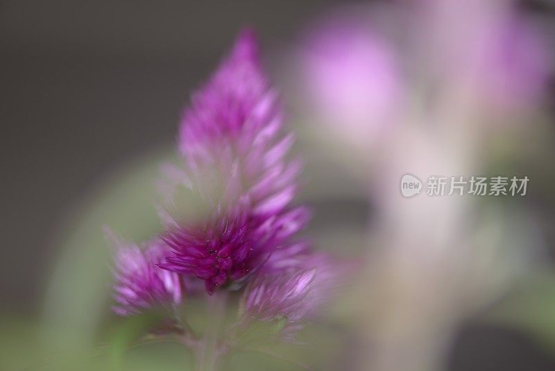 鸡冠花花