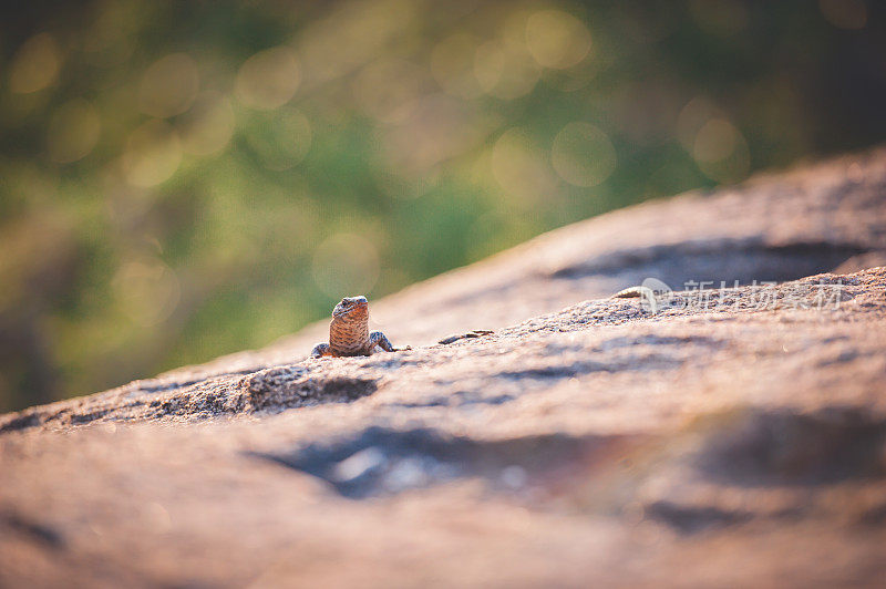 一只蜥蜴从一块岩石上探出头来，微微向左看。