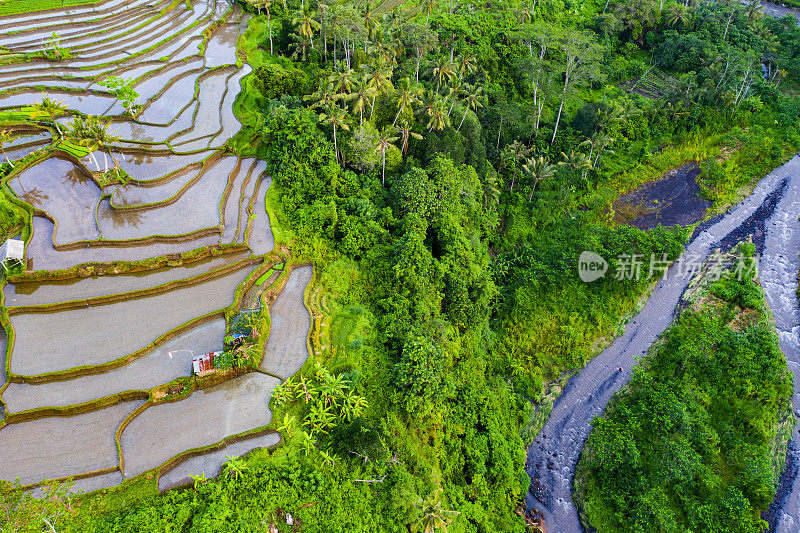 巴厘岛，日出时稻田的鸟瞰图。