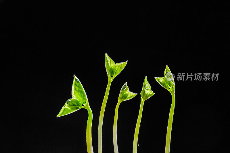 绿芽。植物播种和生长的步骤。绿色豆芽。花瓶内的绿叶植物