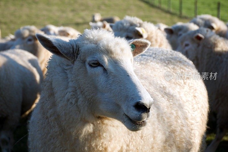 新西兰农村绵羊的特写