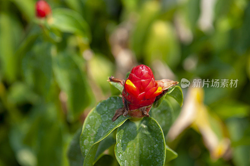 泰国热带树种的红色花朵