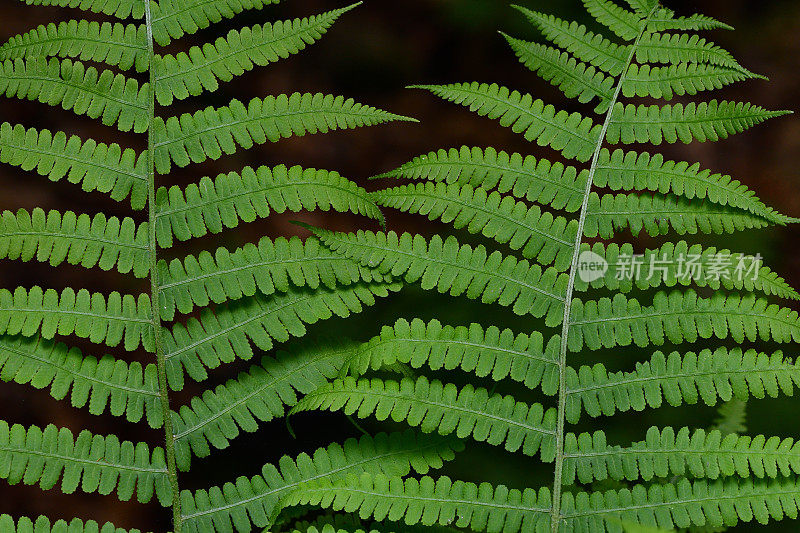 两种蕨类植物