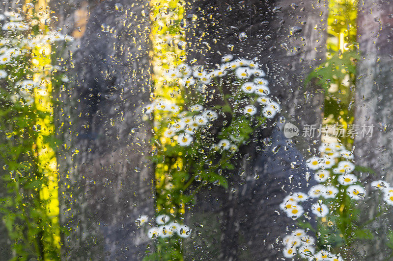 盛开的雏菊与篱笆透过玻璃与雨滴