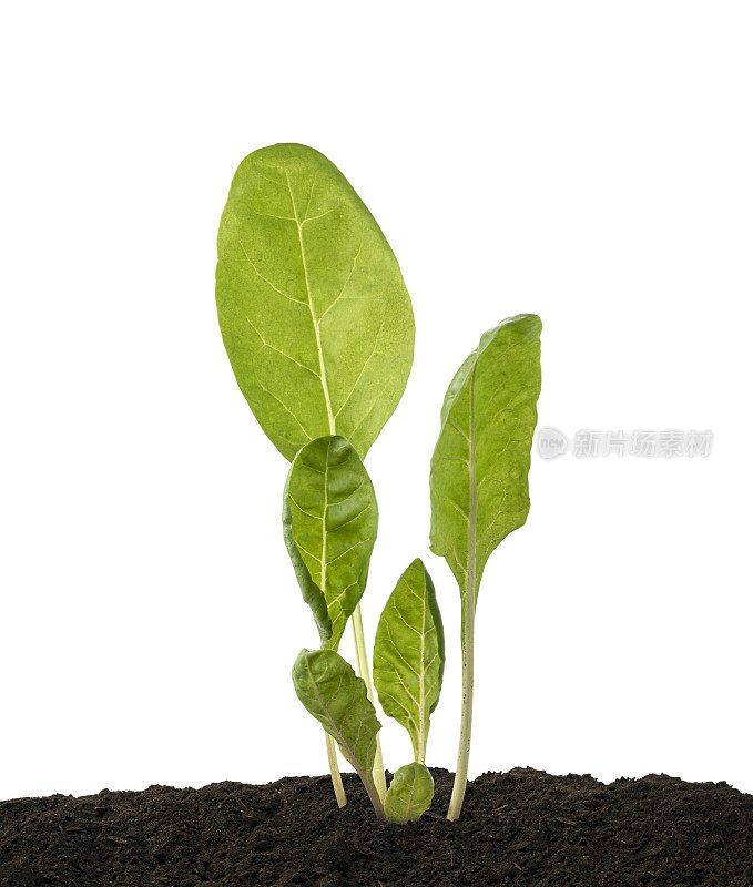 唐莴苣或瑞士唐莴苣蔬菜，生长在土壤中的年轻唐莴苣，孤立在白色背景和修剪路径上