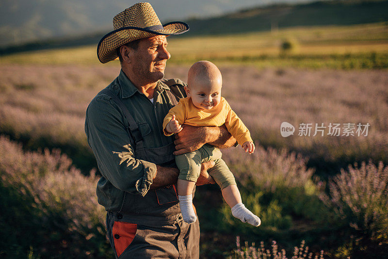 一个老农夫和他的孙子在薰衣草田里散步