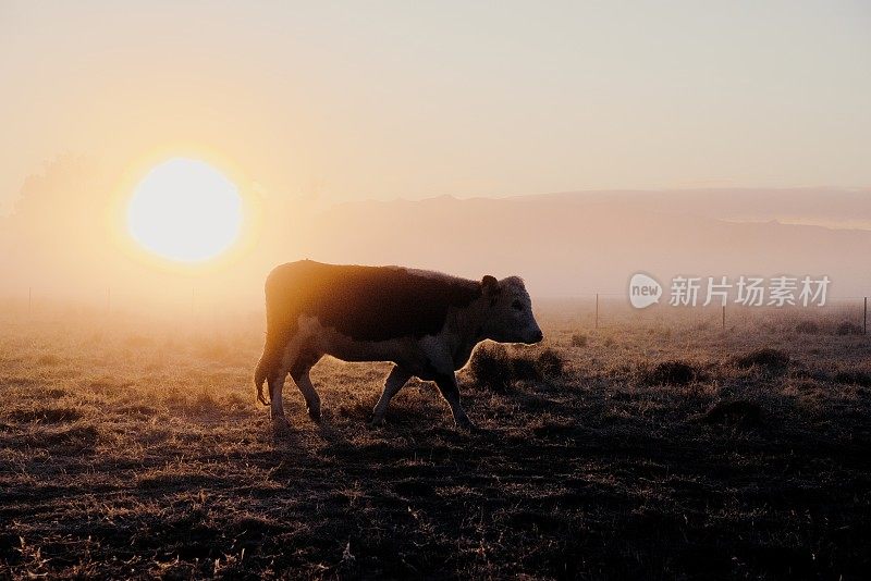 在晨雾中，一群肉牛和小牛一起吃草