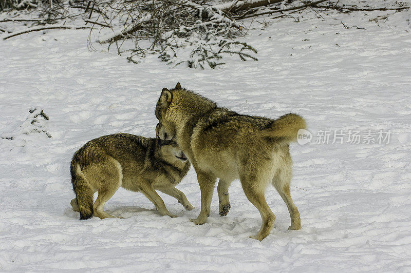 灰狼，一种狼疮，冬天在阿拉斯加海恩斯附近，