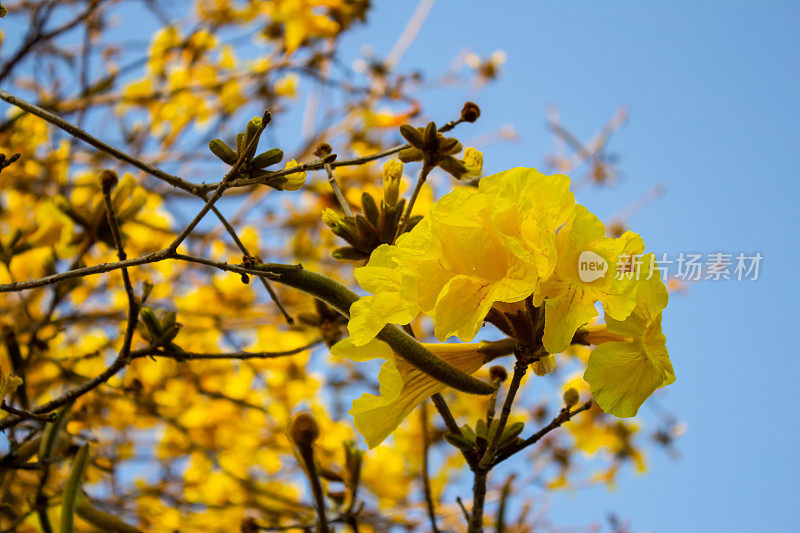 黄色花的ipe